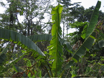 ghana lush.JPG